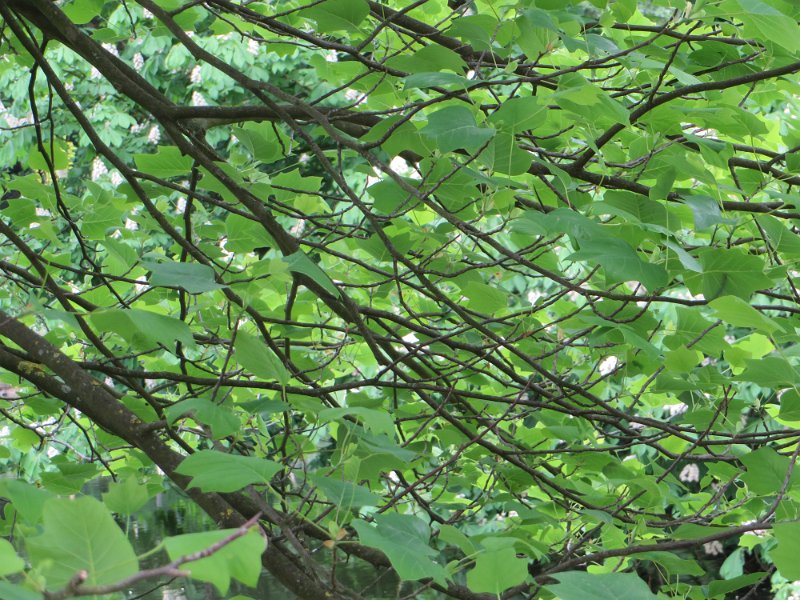 Tulpenbaum (Liriodendron tulipifera)